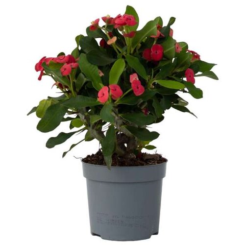 Plant in a Box Rdeči mleček - Euphorbia 'Milii' - Višina 25-35cm - ⌀13cm, (21758165) Cene