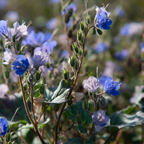 Kokopelli Bio facelija "Phacelia Campanula" - 60 g Cene
