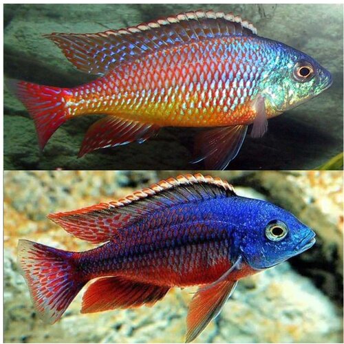 Akvarijum Centar Red empress cichlid Cene