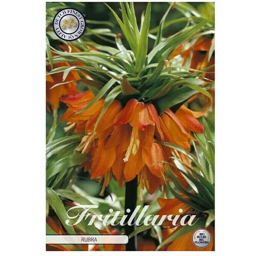  Cvjetne lukovice Fritillaria Imperialis Rubra (Narančasta, Botanički opis: Fritillaria) Cijene