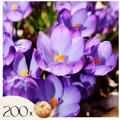 Plant in a Box Žafran - 200 kos - Crocus 'Ruby Giant' - Cvetne čebulice - Vijolična, (21757018) Cene