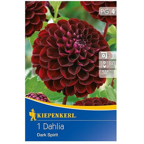 KIEPENKERL Lukovice jesenskog cvijeća (Dahlia 'Dark Spirit', 1 Kom.) Cijene