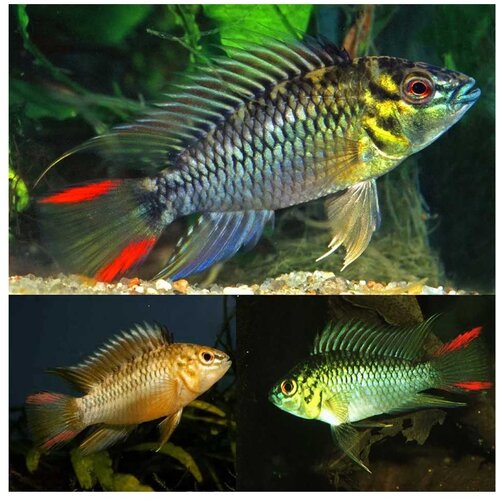 Akvarijum Centar apistogramma hoignei Cene