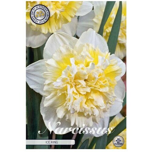  Cvjetne lukovice Narcisa Double Ice King (Bijela, Botanički opis: Narcissus) Slike