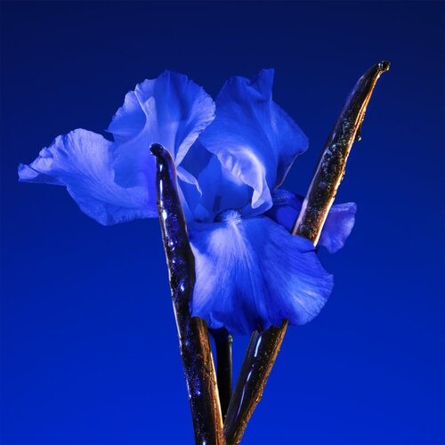Kenzo Flower by Ikebana Indigo parfemska voda za žene 75 ml Slike