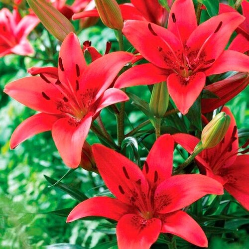 Royal De Ree Lukovica Ljiljan - Lilium Asiatic Red 2/1 Cene