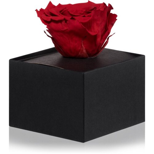 RoseAmor Red stabilizirana vrtnica v &scaron;katlici 1 kos Cene