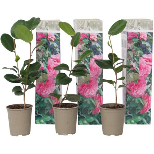 Plant in a Box japonska kamelija - 3 kos - camellia 'bonomiana' - višina 25-40cm - ⌀9cm, (21757394) Cene