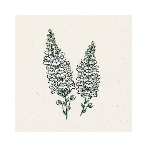 Jora Dahl Antirrhinum majus "Royal Bride" - veliki odolin Cene
