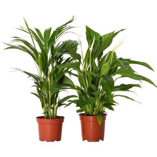 Plant in a Box zeleni duo - 2 kos - spathiphyllum, dypsis lutescens - vi&amp;scaron;ina 60-75cm - ⌀17cm, (21758019) Slike