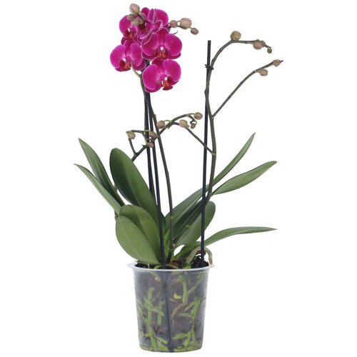 Plant in a Box falenopsis - phalaenopsis multiflora - višina 35-45cm - ⌀12cm, (21758102) Cene