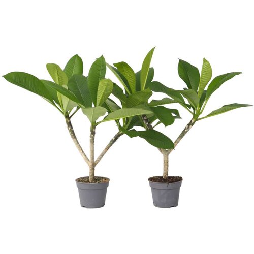 Plant in a Box Plumerija - 2 kos - Plumeria rubra - Višina 45-55cm - ⌀17cm, (21758116) Cene