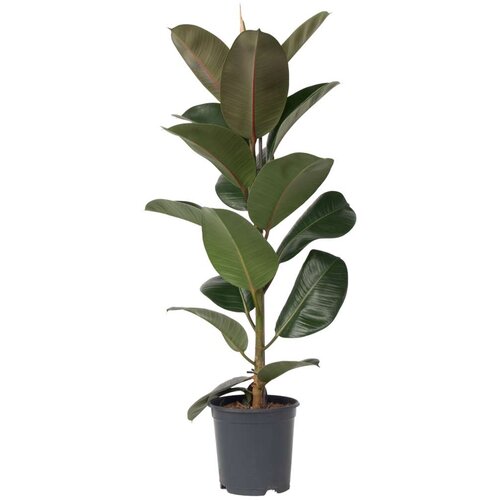 Plant in a Box Gumovec - Ficus Elastica 'Robusta' - Višina 75-100cm - ⌀24cm, (21757864) Cene