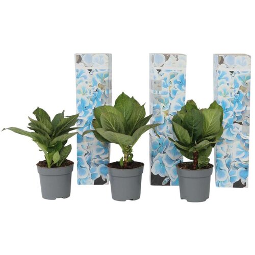 Plant in a Box hortenzija - 3 kos - hydrangea macrophylla 'bavaria' - višina 25-40cm - ⌀9cm, (21757547) Cene