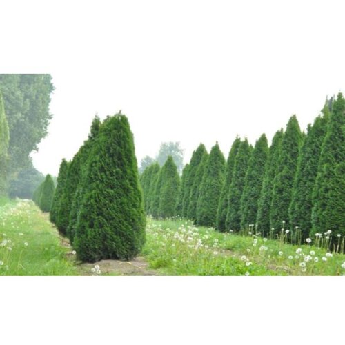  Thuja occidentalis smaragd&amp;#039;- 100/125 cm Slike