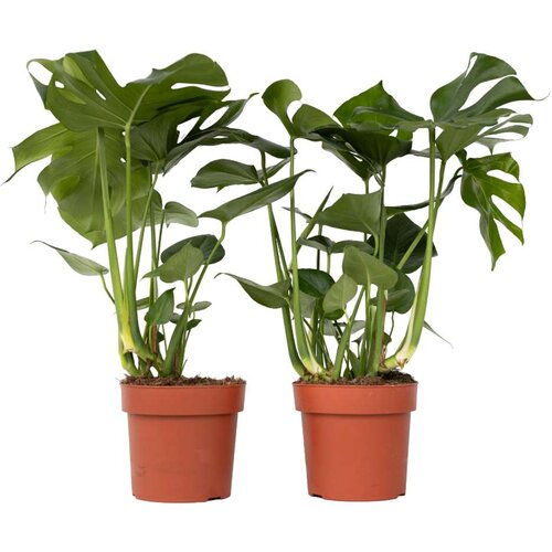 Plant in a Box navadna monstera - 2 kos - monstera deliciosa - višina 70-80cm - ⌀21cm, (21757983) Cene