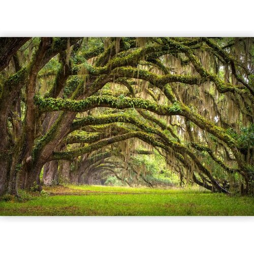  Foto tapeta - Tree embrace 500x350 Slike