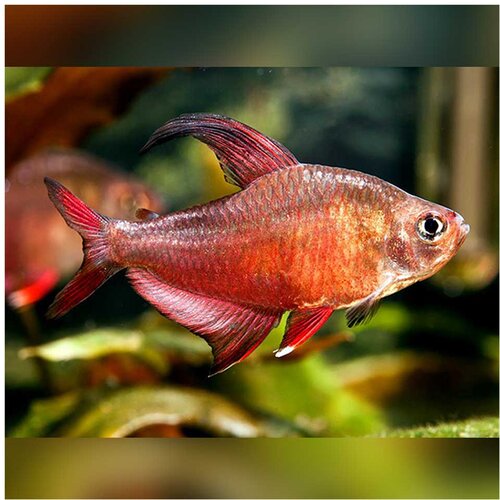 Akvarijum Centar hyphessobrycon rosaceus (white fin tetra) Cene