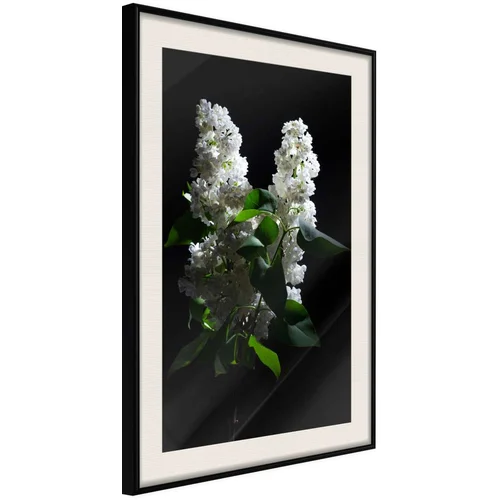  Poster - White Lilac 30x45