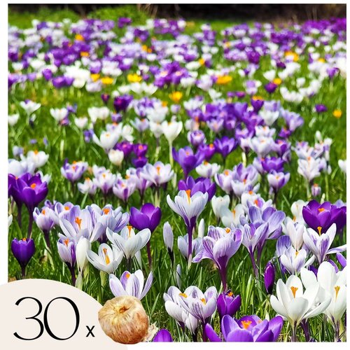 Plant in a Box Žafran - 30 kos - Crocus 'Large Flowering Mix' - Cvetne čebulice, (21757025) Cene