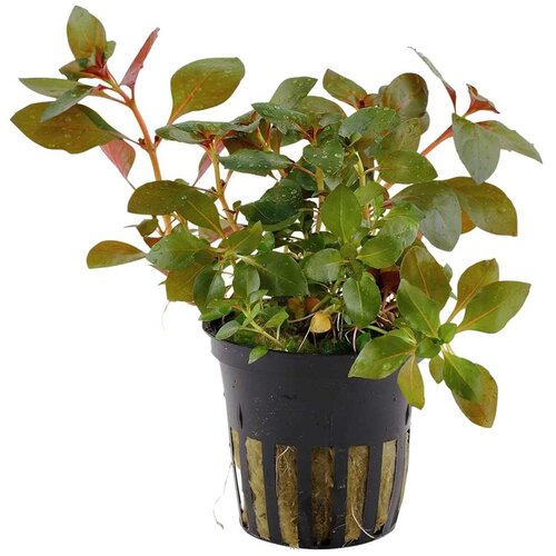 Rainforest Ludwigia repens rubin Cene