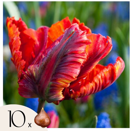 Plant in a Box Tulipani čebulice - 10 kos - Tulipa 'Rasta Parrot' - Cvetne čebulice - Pamet, (21755590) Cene