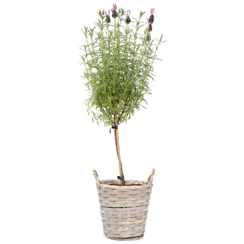Plant in a Box lavendin - lavandula stoechas 'anouk' - višina 45-55cm - ⌀15cm, (21757410) Cene