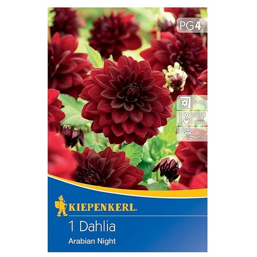 KIEPENKERL Lukovice jesenskog cvijeća Dalija Arapska noć (Dahlia x Hybrida, 1 Kom., Crvena)