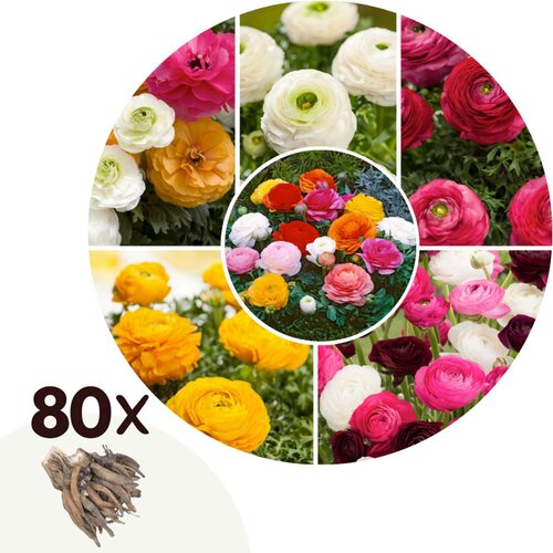 Plant in a Box Zlatica - 80 kos - Ranunculus - Cvetne čebulice, (21755664) Cene
