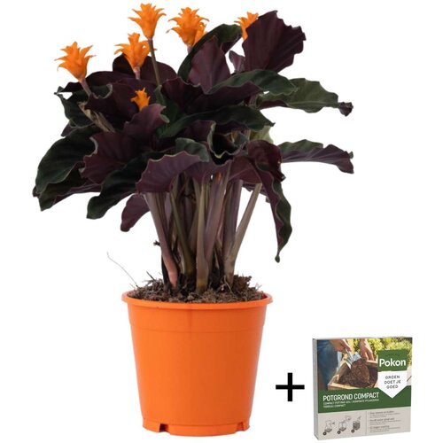 Plant in a Box kalateja - calathea crocata 'tassmania' - višina 40-50cm - ⌀14cm, (21827970) Cene