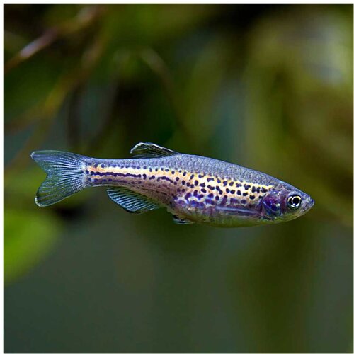 Akvarijum Centar Leopard zebra danio Cene