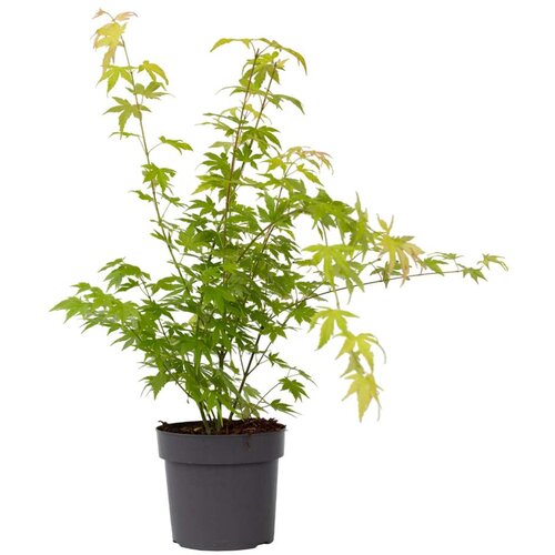 Plant in a Box japonski javor - acer palmatum 'orange dream' - višina 60-70cm - ⌀19cm, (21757487) Cene