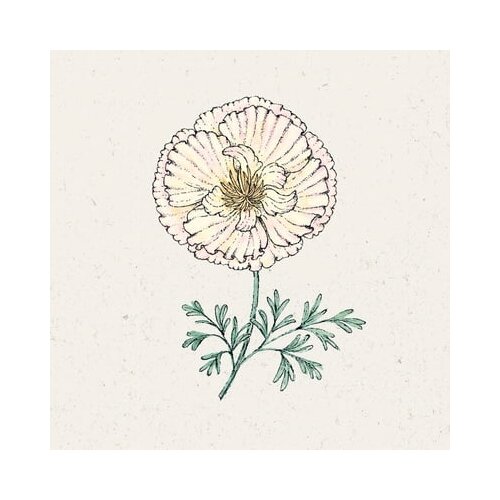 Jora Dahl Eschscholzia californica "Thai Silk Pink Champagne" - zlati mak Cene