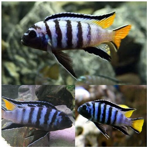 Akvarijum Centar mpanga cichlid Cene