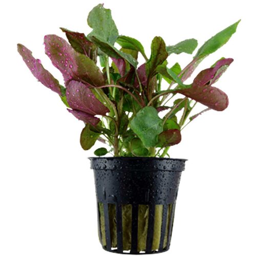 Rainforest Lobelia cardinalis Cene