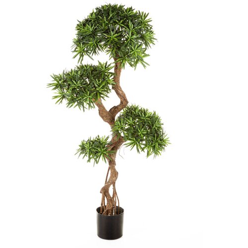 Floraworld Ve&amp;scaron;tački podokarpus bonsai h135 zeleni Slike