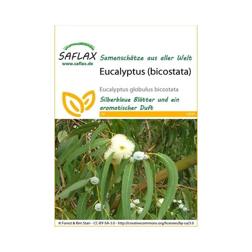 Saflax Evkaliptus (bicostata) Slike