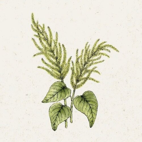  Amaranthus caudatus "Green Cascade" (&Scaron;čir) - 1 pkt. Cene
