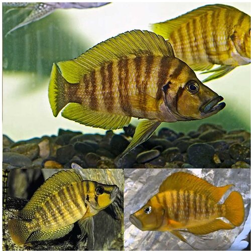 Akvarijum Centar gold compressicep Cene
