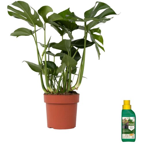 Plant in a Box Navadna monstera - Monstera deliciosa - Višina 70-80cm - ⌀21cm, (21758317) Cene