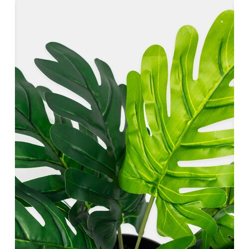 Sinsay Dekorativna biljka tipa monstera u posudi Slike