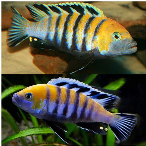 Akvarijum Centar afra cobue Cene