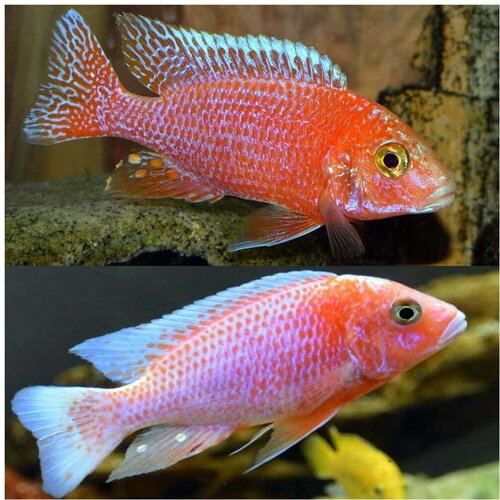 Akvarijum Centar dragonblood peacock Cene
