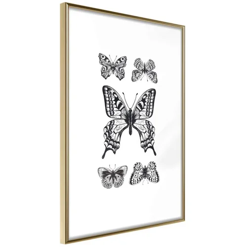  Poster - Butterfly Collection IV 40x60