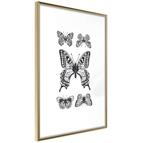  Poster - Butterfly Collection IV 40x60 Slike