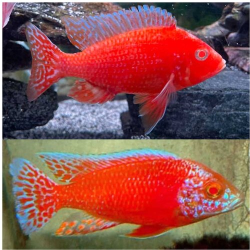 Akvarijum Centar albino fire red peacock Cene