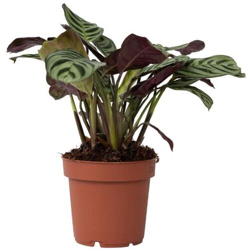 Plant in a Box marant - ctenanthe 'amagris' - višina 20-30cm - ⌀12cm, (21758268) Cene