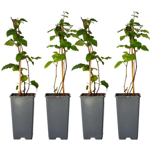Plant in a Box navadna robida - 2 kos - rubus fruticosus 'thornfree' - višina 50-60cm - ⌀15cm, (21757840) Cene