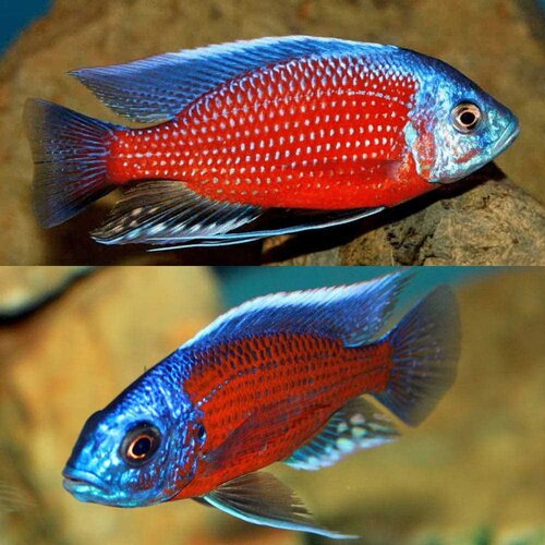 Akvarijum Centar red fin kadango cichlid Cene