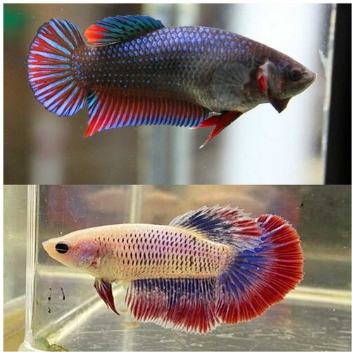 Akvarijum Centar Betta splendens - Borac zenka Cene